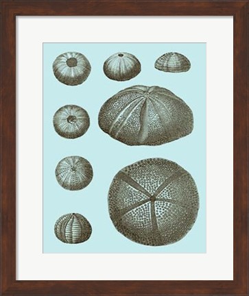 Framed Tinted Shells on Aqua II Print