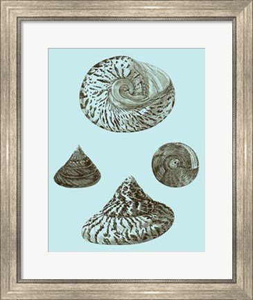 Framed Tinted Shells on Aqua IV Print
