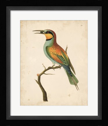 Framed Tropical Bird I Print