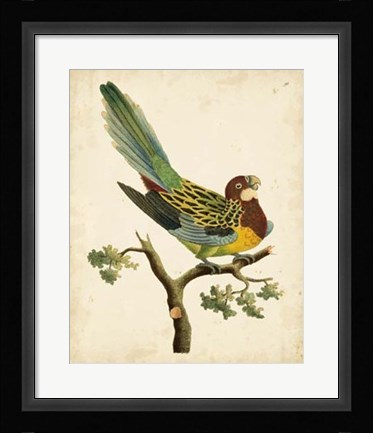 Framed Tropical Bird II Print