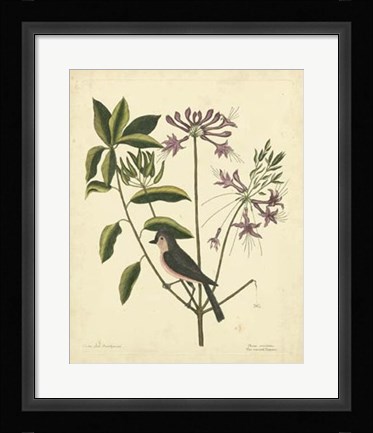 Framed Bird &amp; Botanical I Print