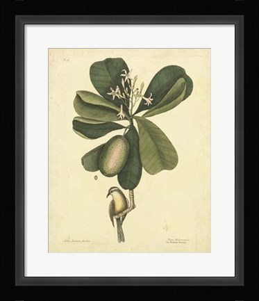 Framed Bird &amp; Botanical III Print