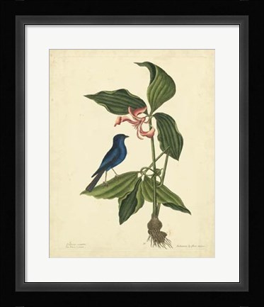 Framed Bird &amp; Botanical IV Print