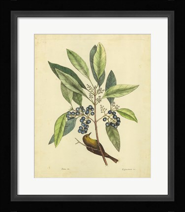 Framed Bird &amp; Botanical V Print