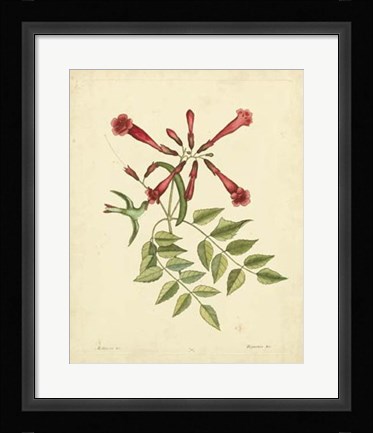 Framed Bird &amp; Botanical VI Print