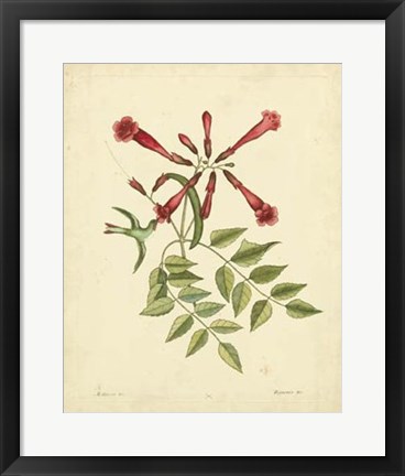 Framed Bird &amp; Botanical VI Print