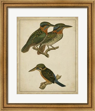 Framed Vintage Kingfishers III Print