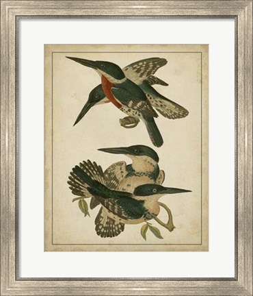 Framed Vintage Kingfishers IV Print
