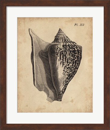 Framed Vintage Diderot Shell III Print