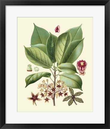 Framed Botanical Glory I Print