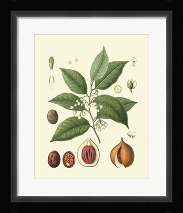 Framed Botanical Glory III Print
