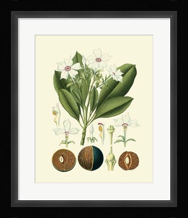 Framed Botanical Glory IV Print