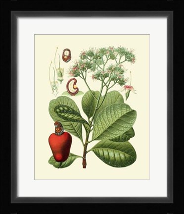 Framed Botanical Glory V Print