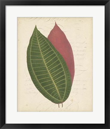 Framed Textured Leaf Study I Print
