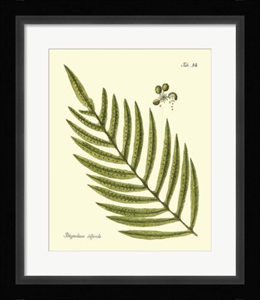 Framed Antique Fern I Print
