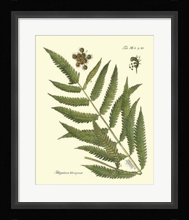 Framed Antique Fern II Print