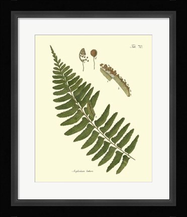 Framed Antique Fern V Print