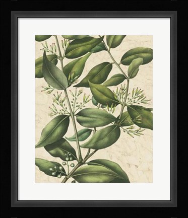 Framed Botanic Beauty III Print