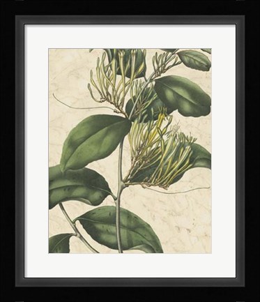 Framed Botanic Beauty IV Print