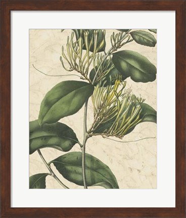 Framed Botanic Beauty IV Print