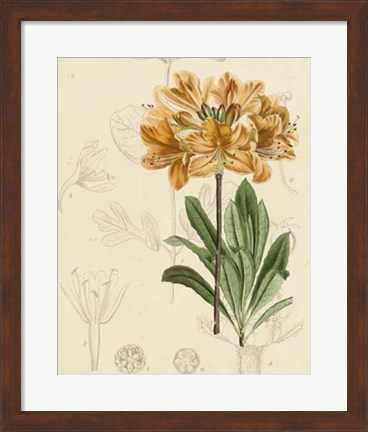 Framed Floral Pairings III Print