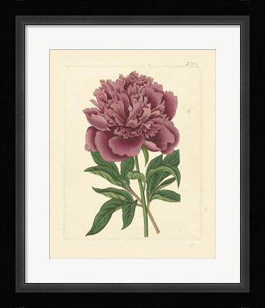 Framed Eva's Garden I Print