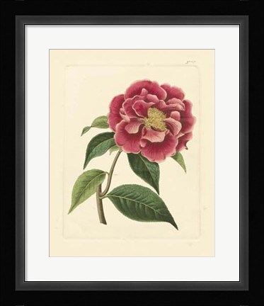 Framed Eva's Garden III Print