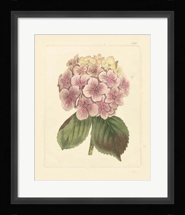 Framed Eva's Garden IV Print