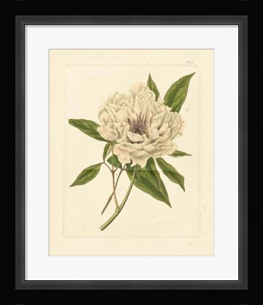 Framed Eva's Garden V Print