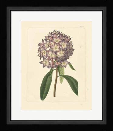 Framed Eva's Garden VI Print