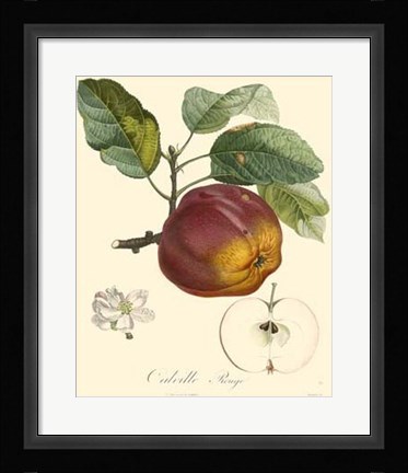 Framed Apples Print