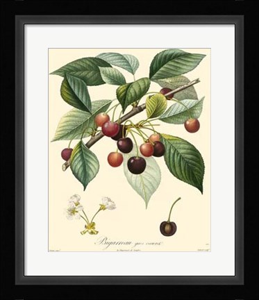 Framed Cherries Print