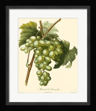Framed Grapes I Print
