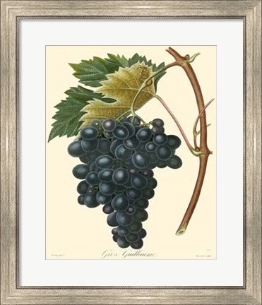 Framed Grapes II Print