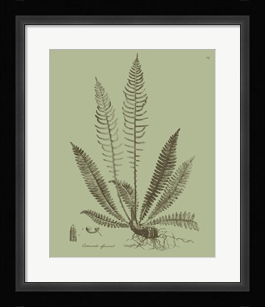Framed Fresh Ferns I Print