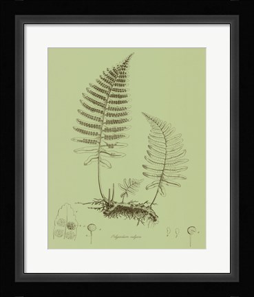 Framed Fresh Ferns II Print