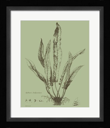 Framed Fresh Ferns IV Print