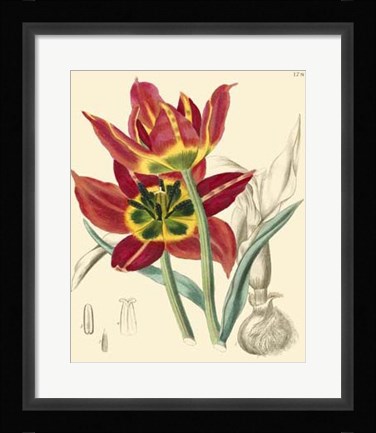 Framed Elegant Tulips I Print