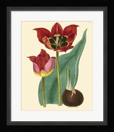 Framed Elegant Tulips II Print