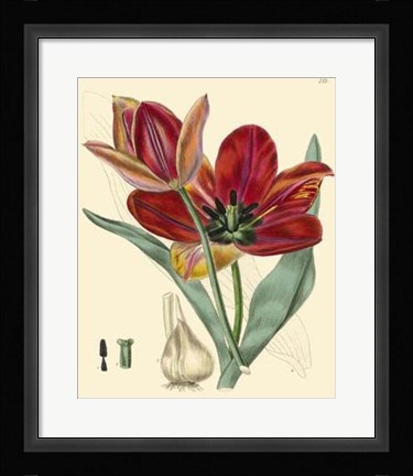 Framed Elegant Tulips V Print