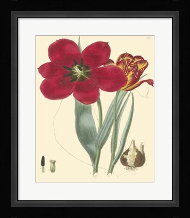 Framed Elegant Tulips VI Print