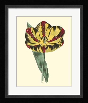 Framed Antique Tulip I Print