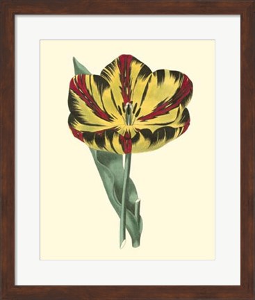 Framed Antique Tulip I Print