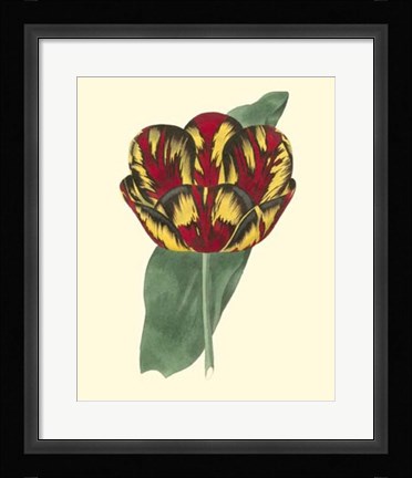 Framed Antique Tulip III Print