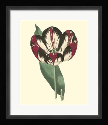 Framed Antique Tulip IV Print