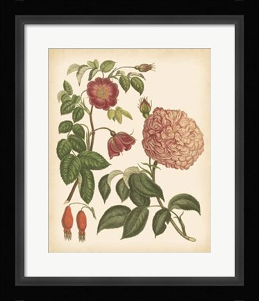 Framed Antique Rose IV Print