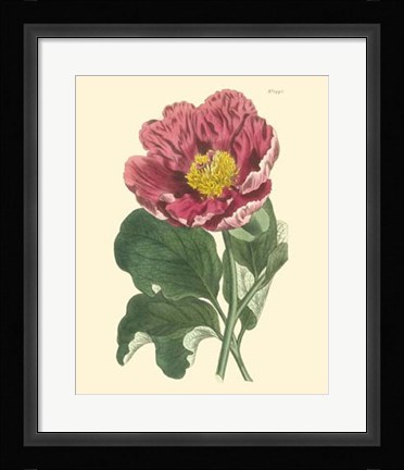 Framed Blushing Peony I Print