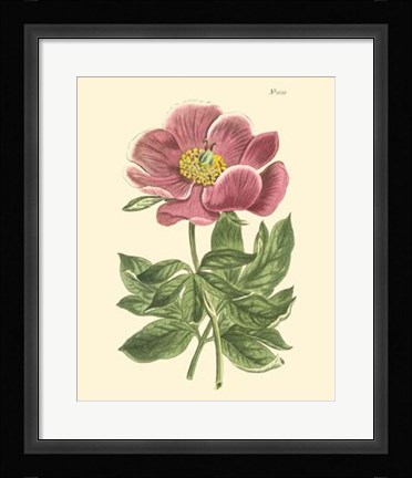 Framed Blushing Peony II Print