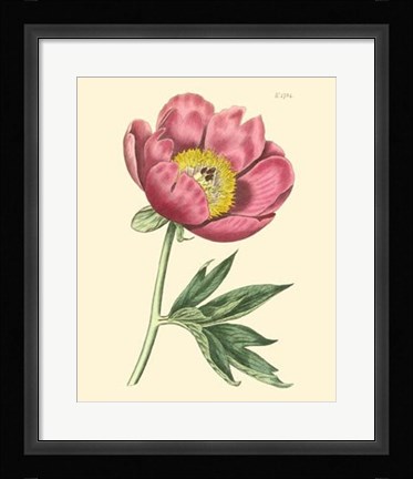 Framed Blushing Peony III Print