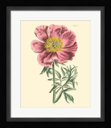 Framed Blushing Peony IV Print